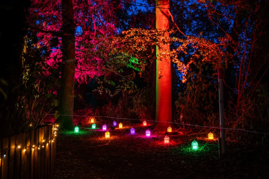 Jewel-coloured lanterns glowing beneath floodlit trees